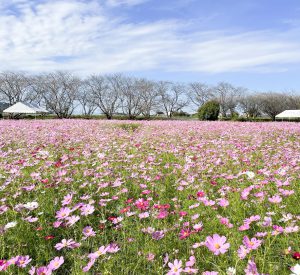 コスモス園の開放について